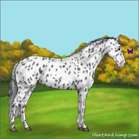 Horse Color:Blue Roan Leopard 