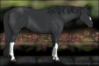 Horse Color:Black 