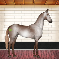 Horse Color:Gray Chestnut Rabicano 