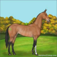 Horse Color:Bay Rabicano 