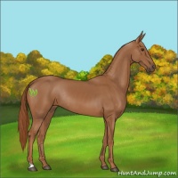 Horse Color:Chestnut Rabicano 