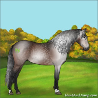 Horse Color:Gray Brown Rabicano 