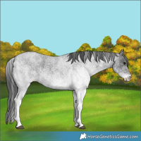 Horse Color:White Spotted Blue Roan 