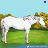 Horse Color:White Spotted Blue Roan Appaloosa 