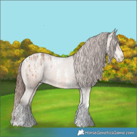 Horse Color:Amber Champagne Sabino Tobiano Appaloosa and Amber Champagne Sabino Tobiano Appaloosa Rabicano