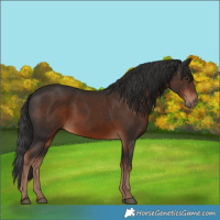 Horse Color:Liver Chestnut 