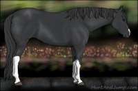 Horse Color:Black 