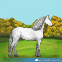 Horse Color:Gray Black 