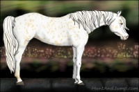 Horse Color:Palomino Near Leopard  and White Spotted Palomino Near Leopard 