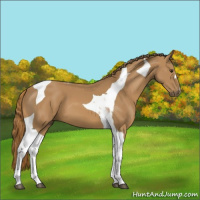 Horse Color:Chestnut Tobiano 