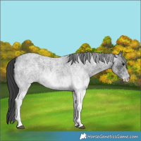Horse Color:White Spotted Blue Roan 