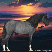 Horse Color:Blue Roan Rabicano 