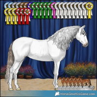 Horse Color:Gray Bay Appaloosa Rabicano 