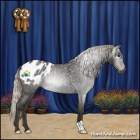 Horse Color:Gray Silver Blue Roan Appaloosa Rabicano 