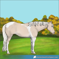 Horse Color:Cremello Tobiano