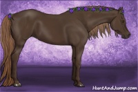 Horse Color:Liver Chestnut Rabicano 