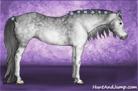 Horse Color:Gray White Spotted Black 