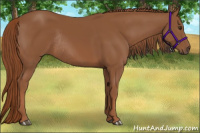 Horse Color:Chestnut Rabicano 