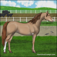 Horse Color:Red Dun 
