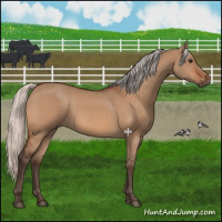 Horse Color:Silver Bay Dun 