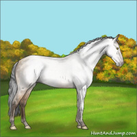 Horse Color:Gray Amber Champagne 