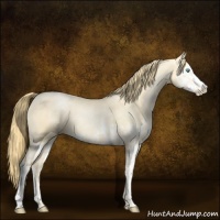 Horse Color:Buckskin Roan Pearl and Buckskin Roan Pearl Splash
