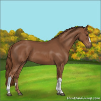 Horse Color:Chestnut 