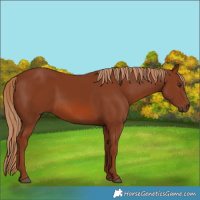 Horse Color:Chestnut 