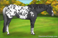 Horse Color:White Spotted Blue Roan Splash Frame Appaloosa 