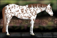 Horse Color:Chestnut Appaloosa 