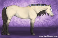 Horse Color:Buckskin Dun Splash 