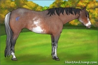Horse Color:White Spotted Bay Roan Frame 