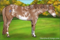 Horse Color:White Spotted Chestnut Frame