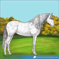 Horse Color:Blue Roan Appaloosa 