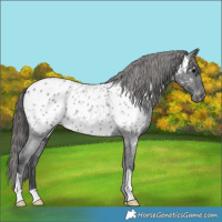 Horse Color:Blue Roan Appaloosa 