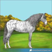 Horse Color:Blue Roan Appaloosa 