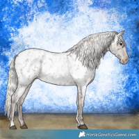 Horse Color:Silver Blue Roan Appaloosa 