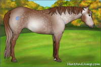 Horse Color:Gray Chestnut 