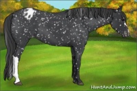 Horse Color:Blue Roan Snowflake Varnish
