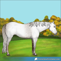 Horse Color:Gray Liver Red Dun 