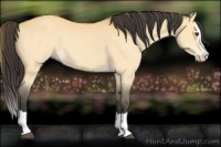 Horse Color:Buckskin Dun Splash 