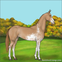 Horse Color:Chestnut Sabino
