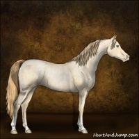 Horse Color:Buckskin Roan Pearl  and Buckskin Roan Pearl 