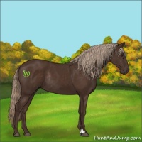 Horse Color:Liver Chestnut Rabicano 