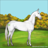 Horse Color:Gray Silver Black 