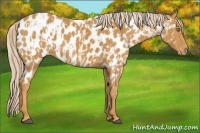Horse Color:Palomino Appaloosa  and Palomino Appaloosa 