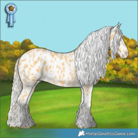 Horse Color:Palomino Appaloosa Rabicano and Palomino Appaloosa Rabicano