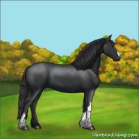 Horse Color:Black 