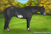 Horse Color:Black  and Black Frame 