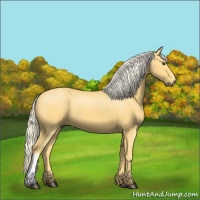 Horse Color:Palomino 